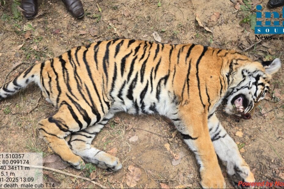 Gondia Tiger Death News