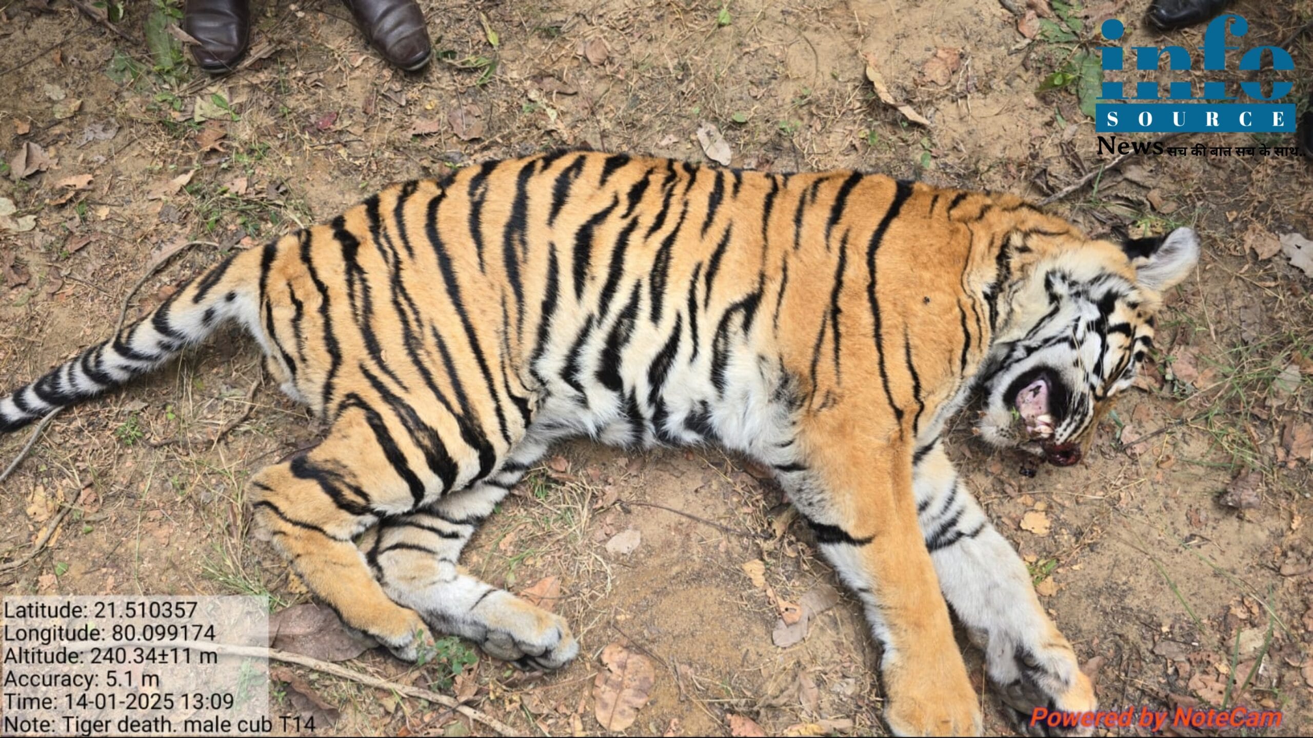 Gondia Tiger Death News