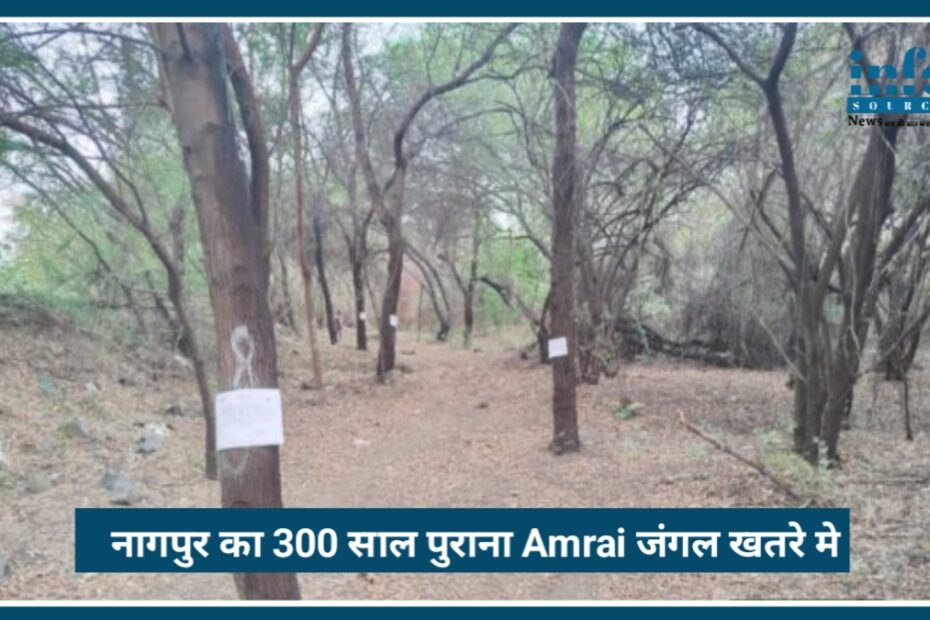 Green Murder in Nagpur: नागपुर का 300 साल पुराना Amrai जंगल खतरे में, पेड़ कटाई का विरोध तेज