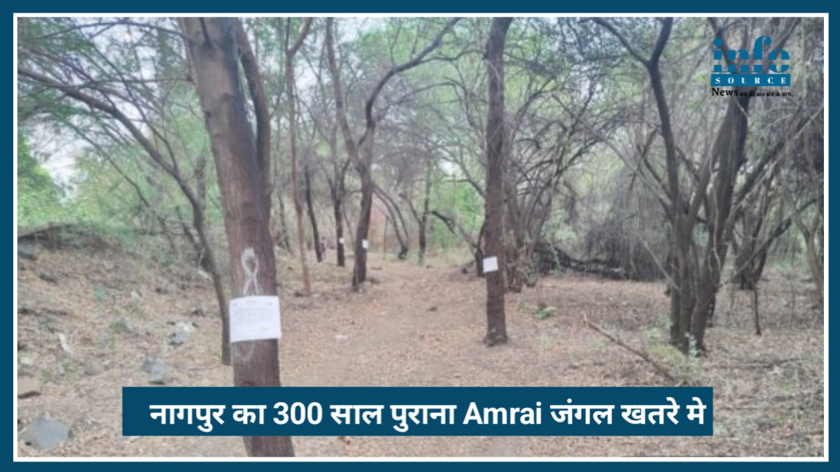 Green Murder in Nagpur: नागपुर का 300 साल पुराना Amrai जंगल खतरे में, पेड़ कटाई का विरोध तेज