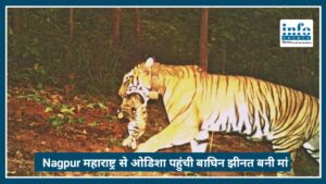 Nagpur Maharashtra से Odisha पहुंची बाघिन झीनत बनी मां, 4 शावकों से गूंजा सिमिलीपाल जंगल