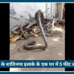 Nagpur में रसोईघर से निकला 5 फीट लंबा Cobra, फन फैलाए बैठे सांप को देखकर परिवार में मचा हड़कंप