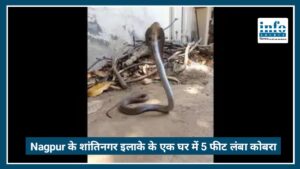 Nagpur में रसोईघर से निकला 5 फीट लंबा Cobra, फन फैलाए बैठे सांप को देखकर परिवार में मचा हड़कंप