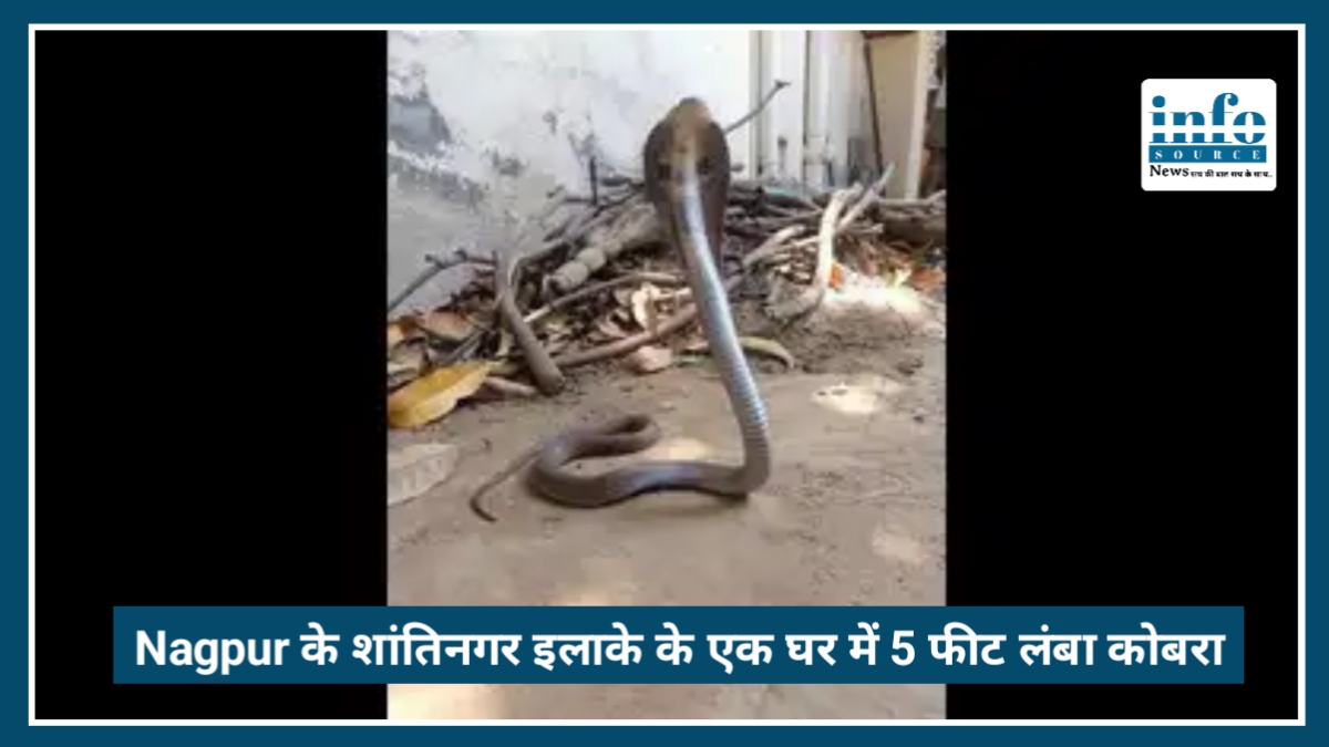 Nagpur में रसोईघर से निकला 5 फीट लंबा Cobra, फन फैलाए बैठे सांप को देखकर परिवार में मचा हड़कंप